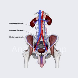Common iliac vein image