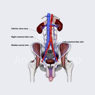 Common iliac vein image