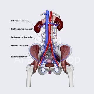 Common iliac vein (female pelvis) image
