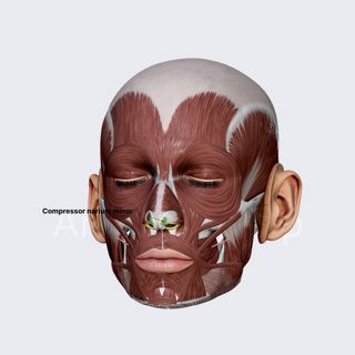 Compressor narium minor image