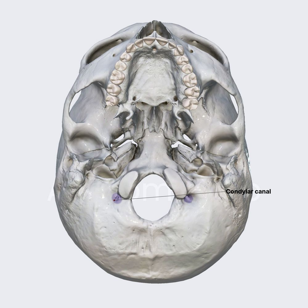 Condylar canal (condylar foramen)