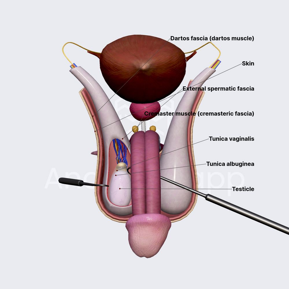 Covering layers of testicles