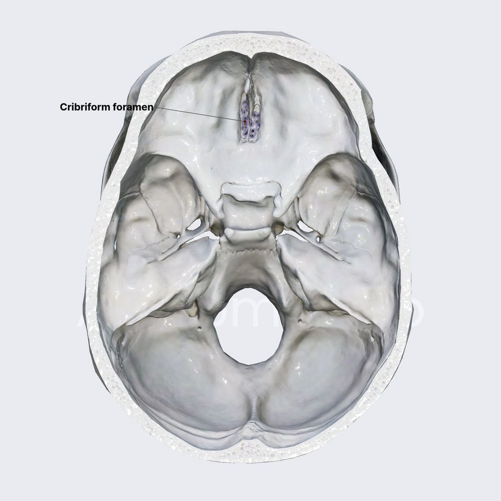 Cribriform foramina