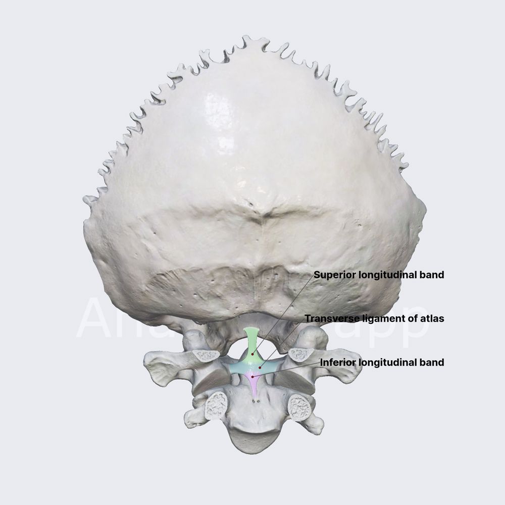 Cruciate ligament of atlas