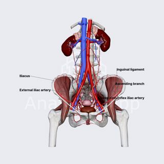 Deep circumflex iliac artery (female pelvis) image
