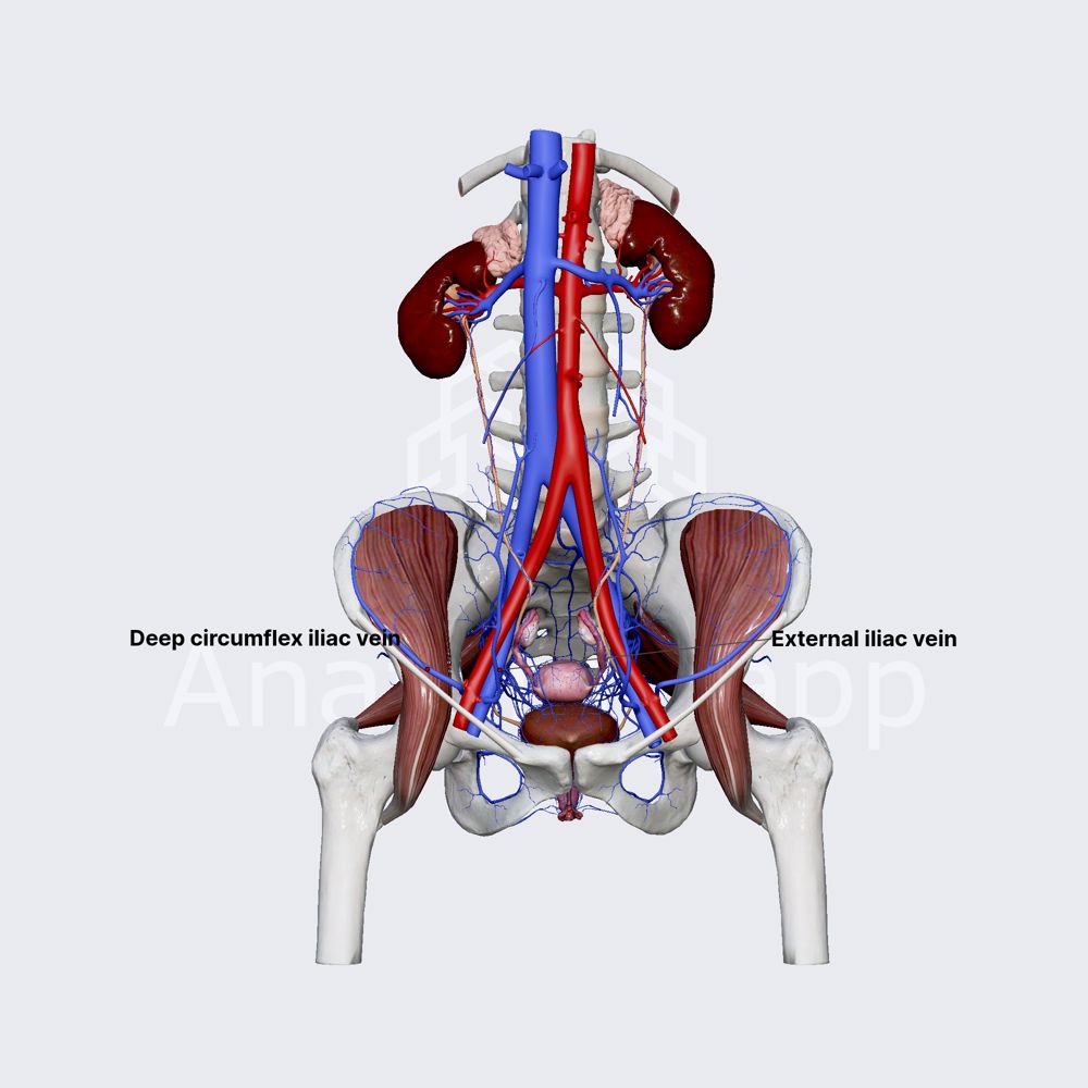 Deep circumflex iliac vein