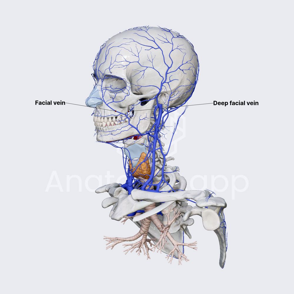 Deep facial vein