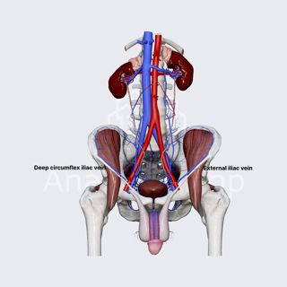 Deep iliac circumflex vein image