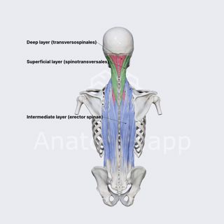 Deep muscles of back (overview) image