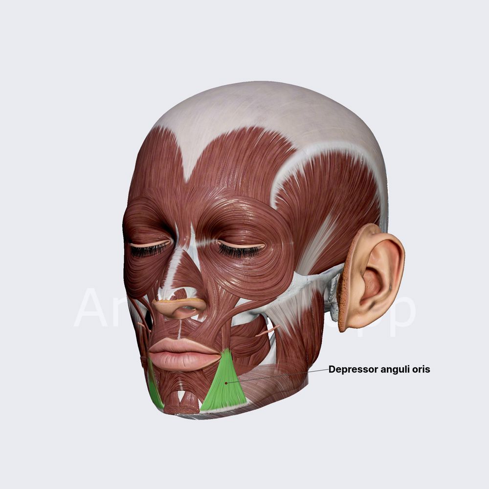 Depressor anguli oris