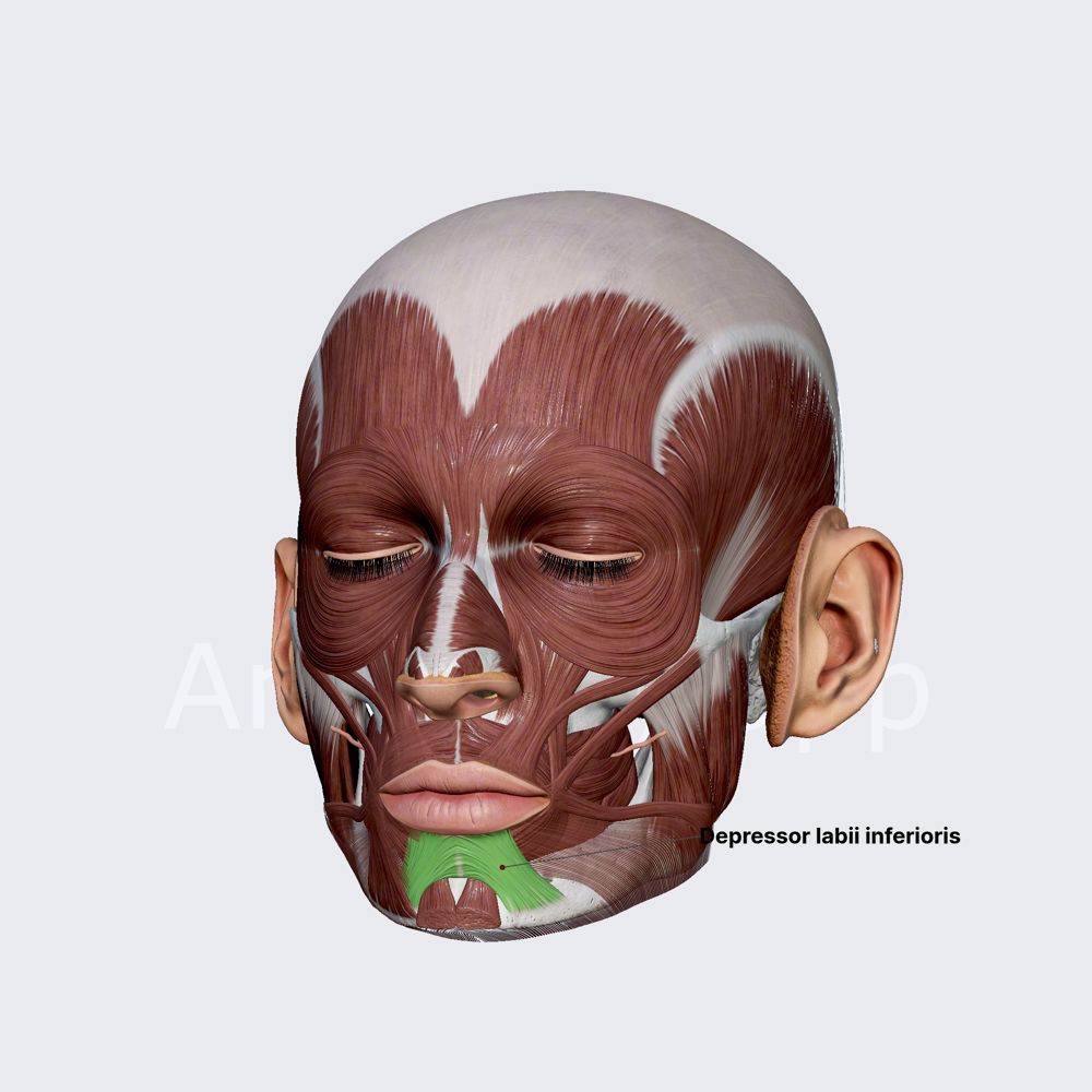 Depressor labii inferioris