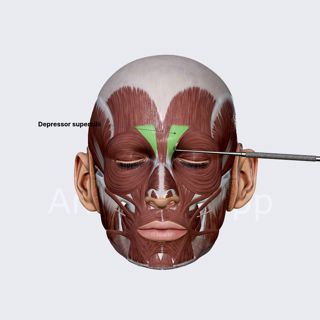 Depressor supercilii image