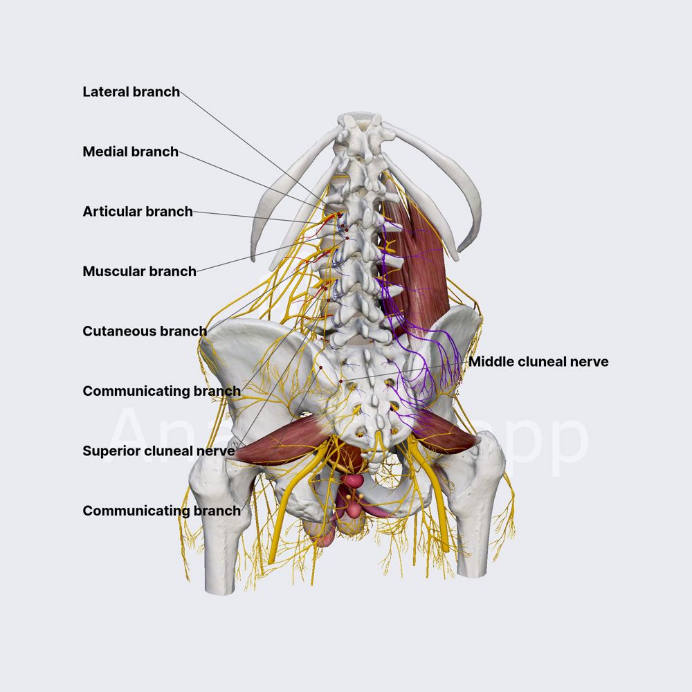 Dorsal rami of spinal nerves