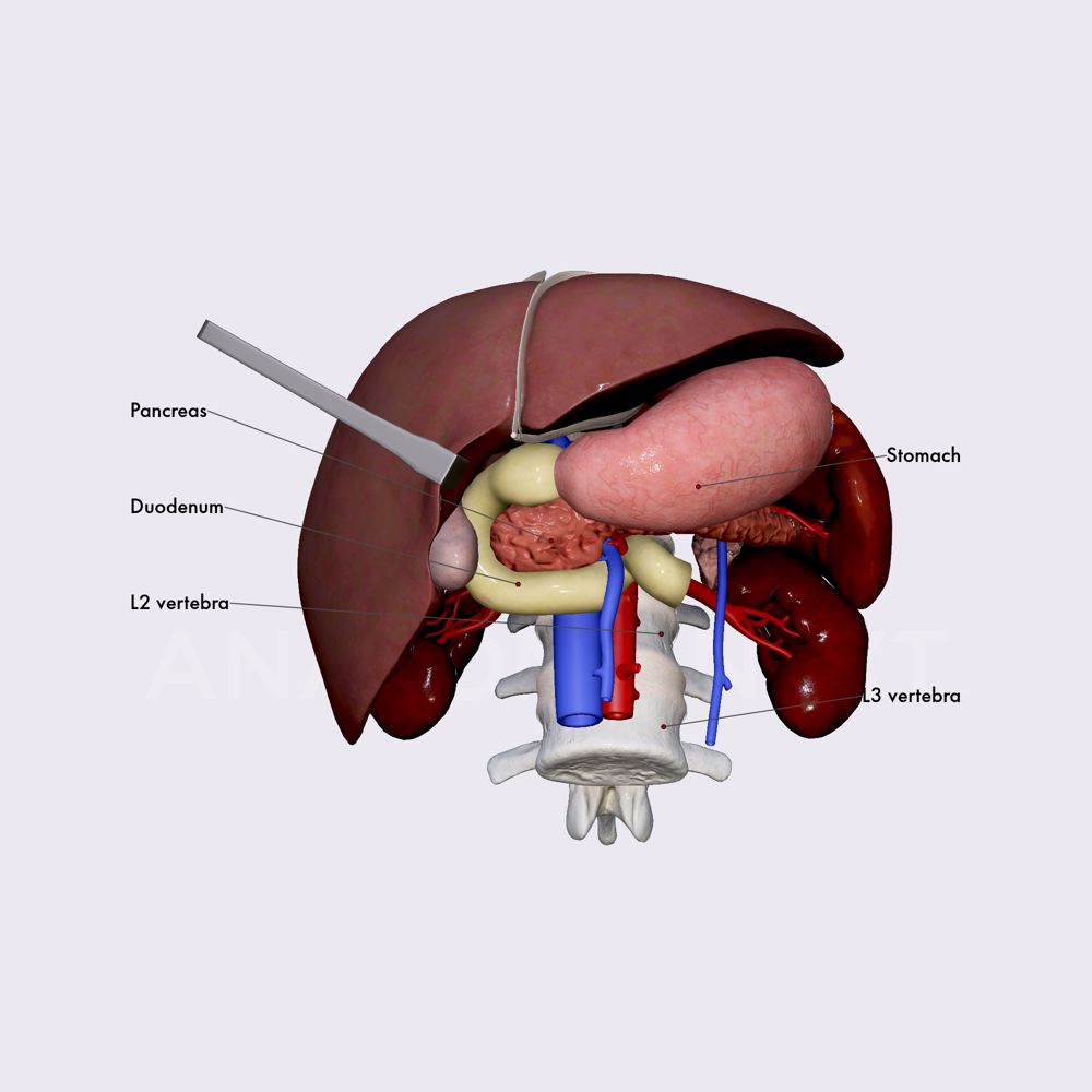 Duodenum