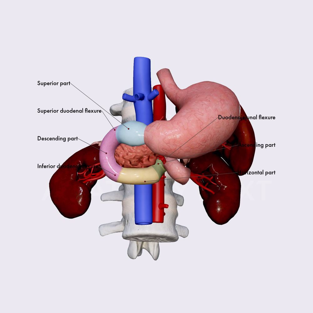 Duodenum parts