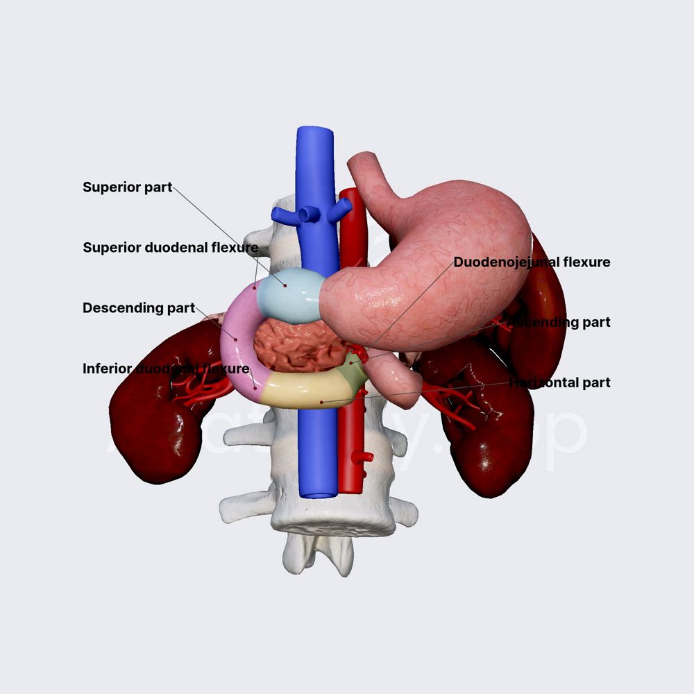 Duodenum parts