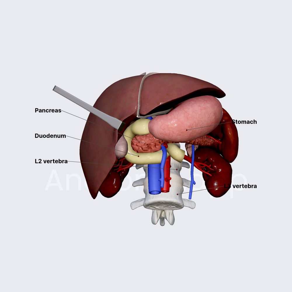 Duodenum