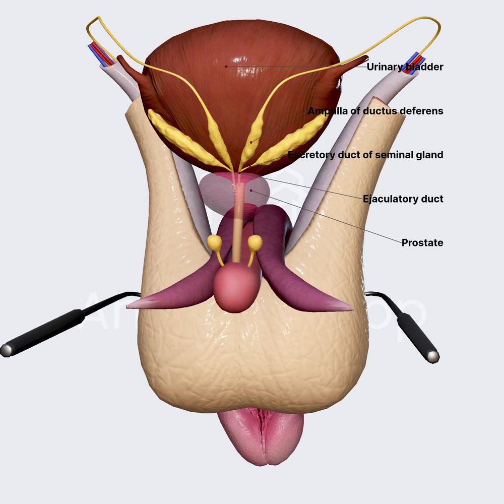 Ejaculatory duct