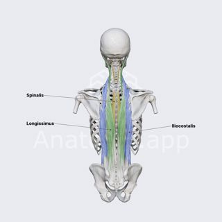 Erector spinae muscles image