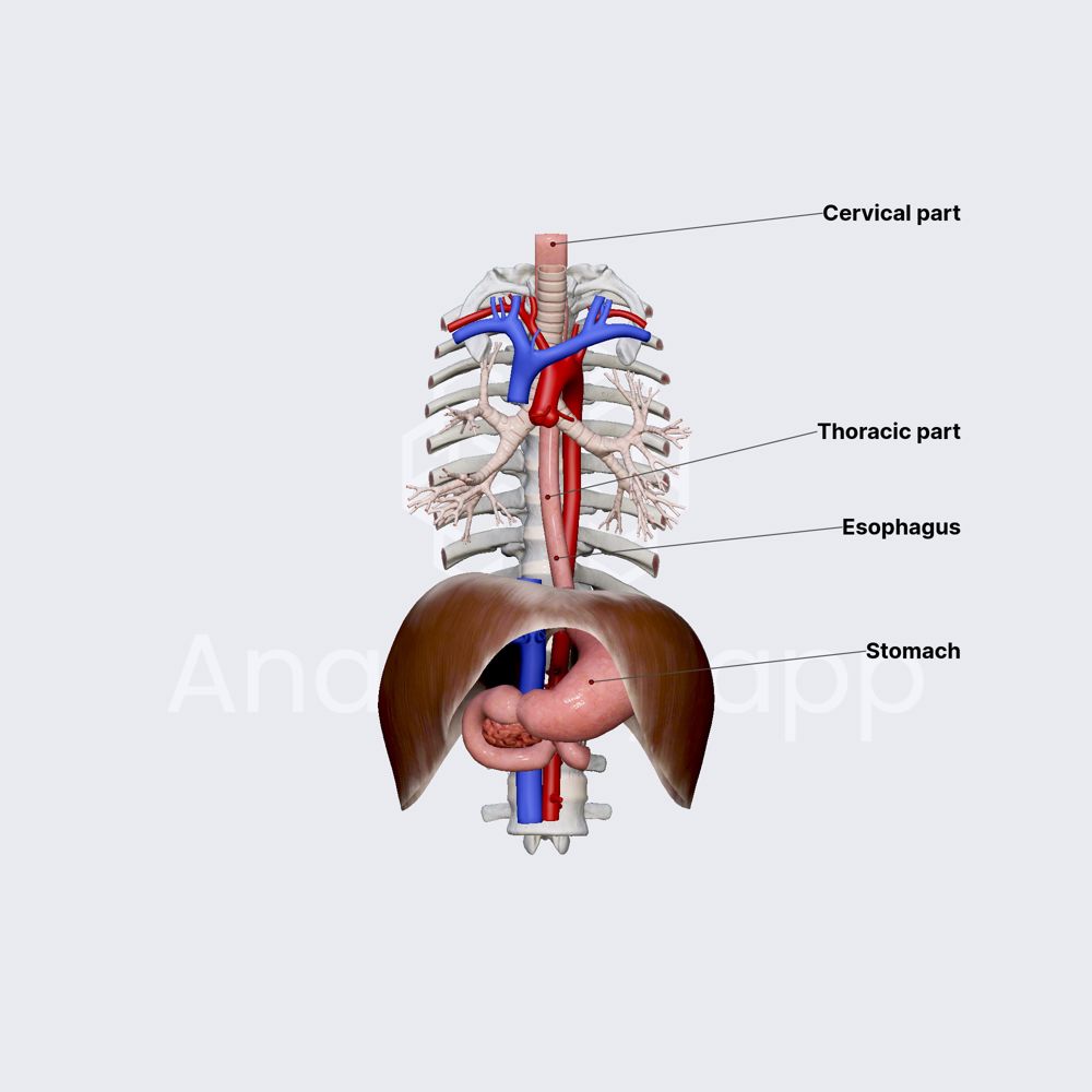 Esophagus