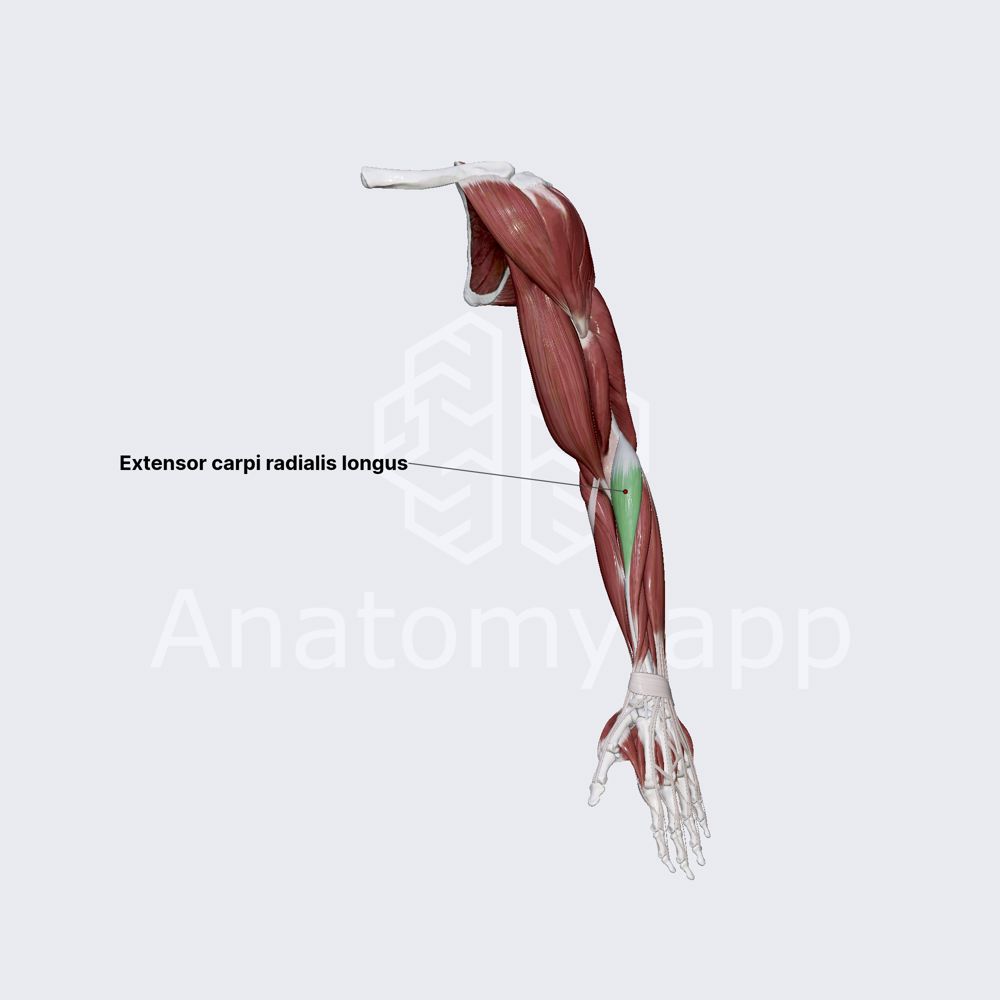 Extensor carpi radialis longus