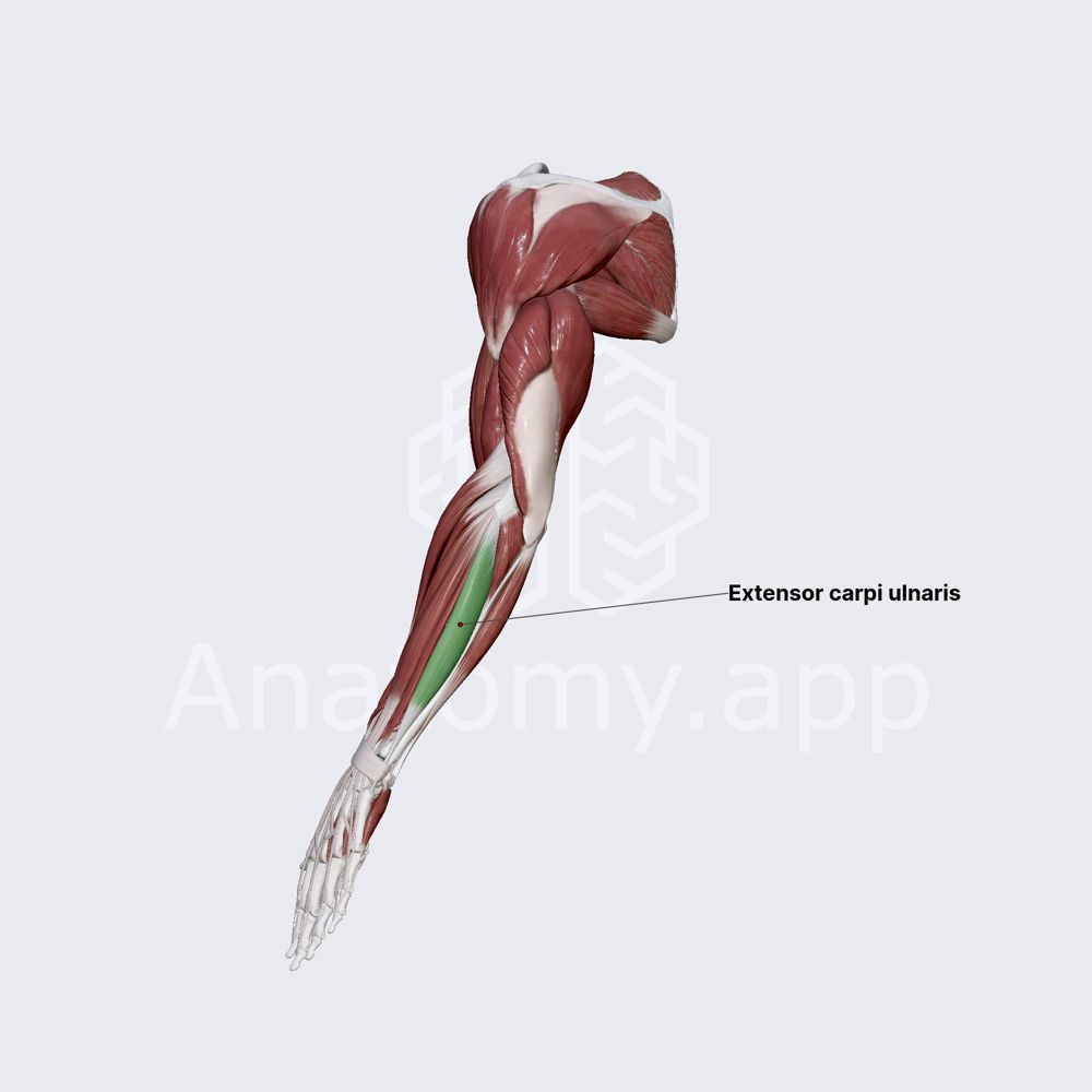 Extensor carpi ulnaris