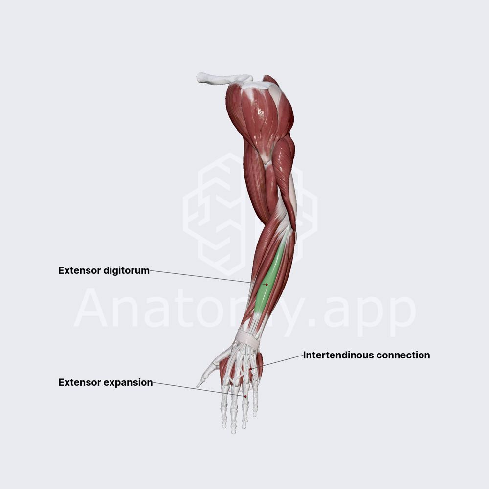 Extensor digitorum