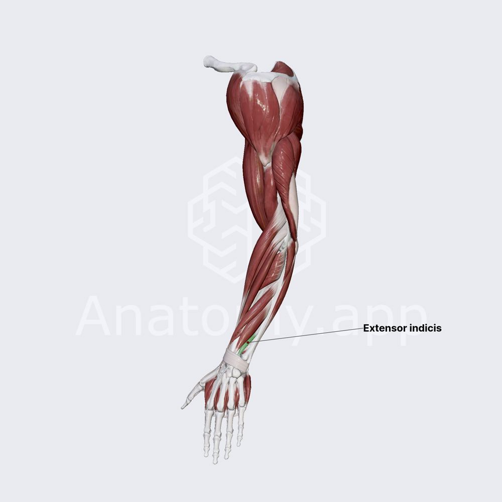Extensor indicis