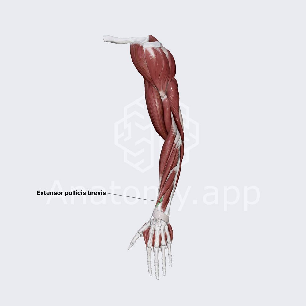 Extensor pollicis brevis