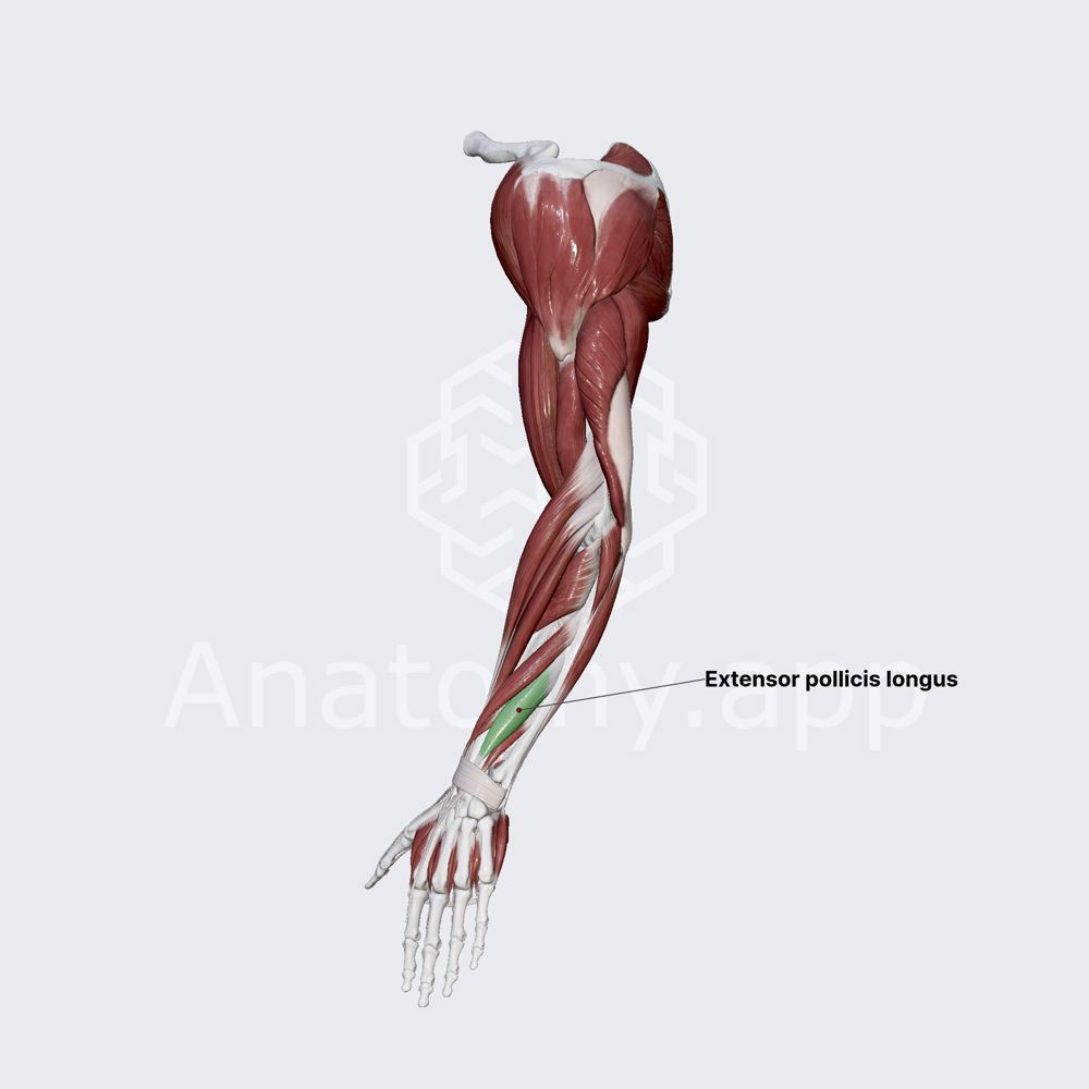 Extensor pollicis longus