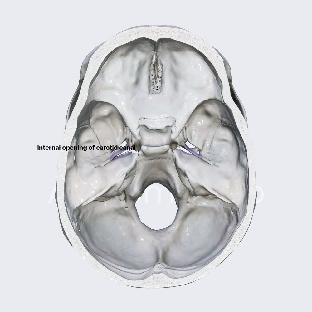 External and internal openings of the carotid canal