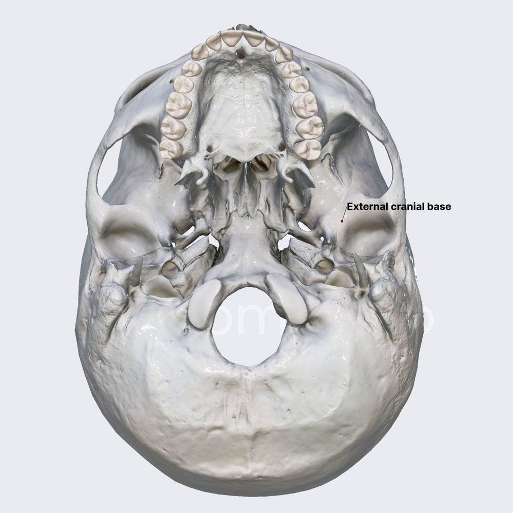 External cranial base