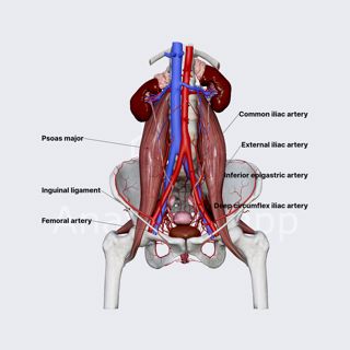 External iliac artery (female pelvis) image