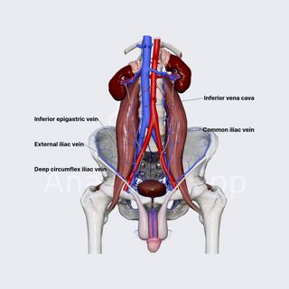 External iliac vein image