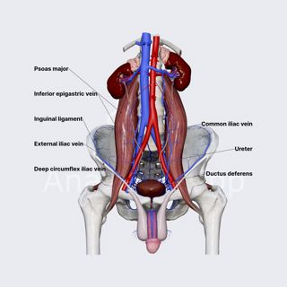External iliac vein image