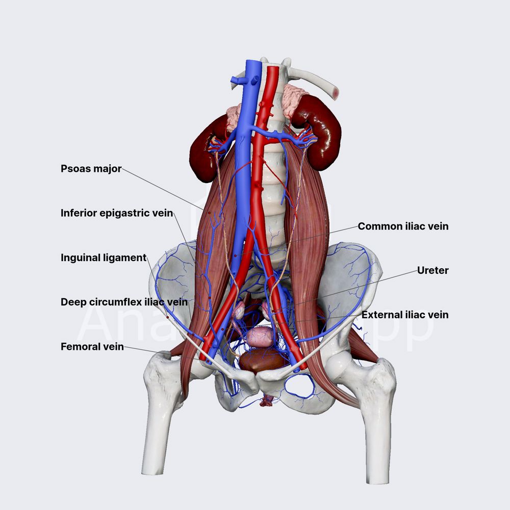 External iliac vein