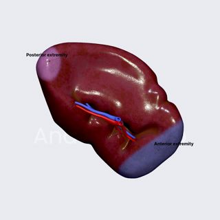 Extremities of spleen image