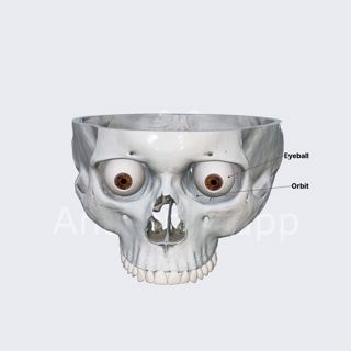 Eye (overview) image