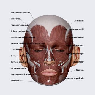 Facial muscles image