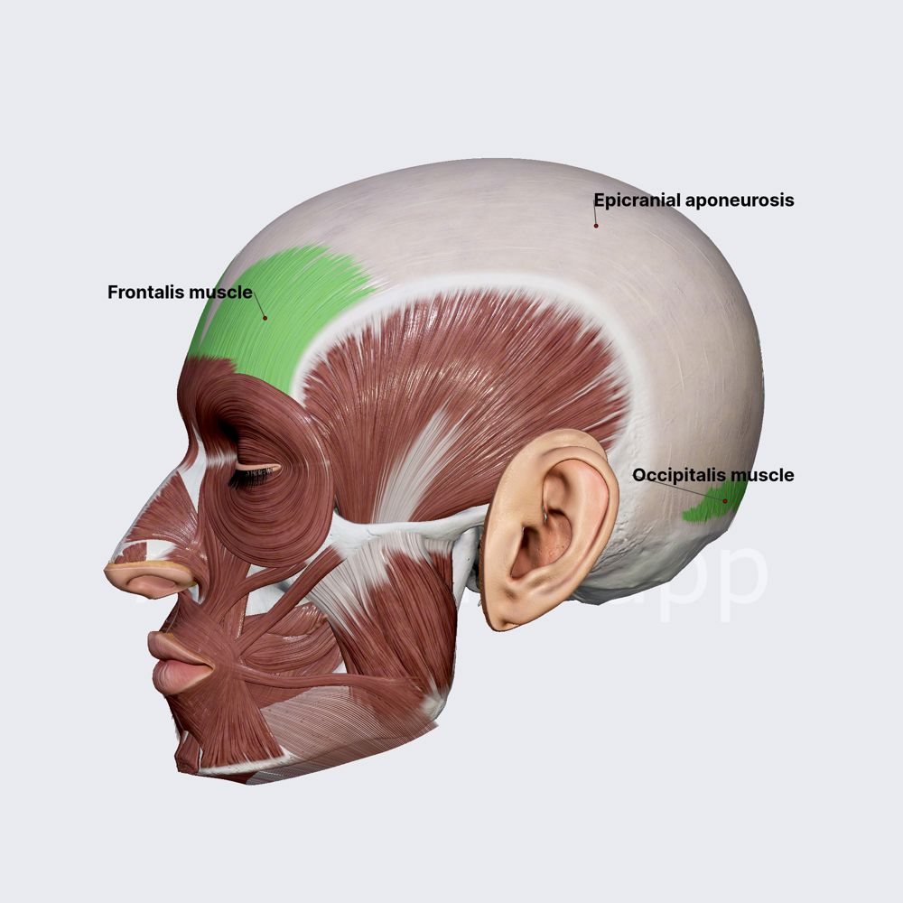 Facial muscles in the calvaria region (occipitofrontalis)