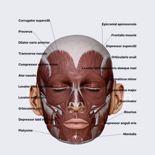 Facial muscles (overview) image