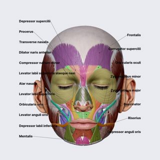 Facial muscles (overview) image