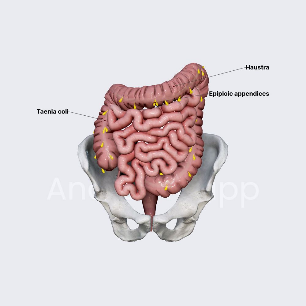 Characteristic features of large intestine