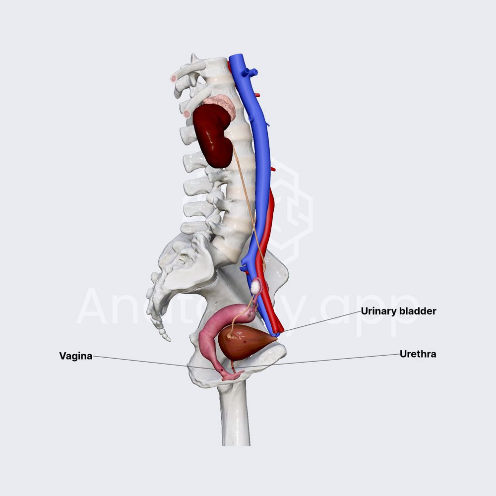 Female urethra