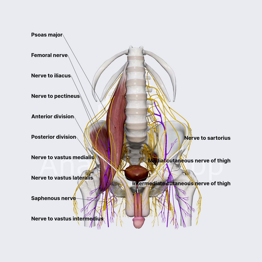 Femoral nerve 