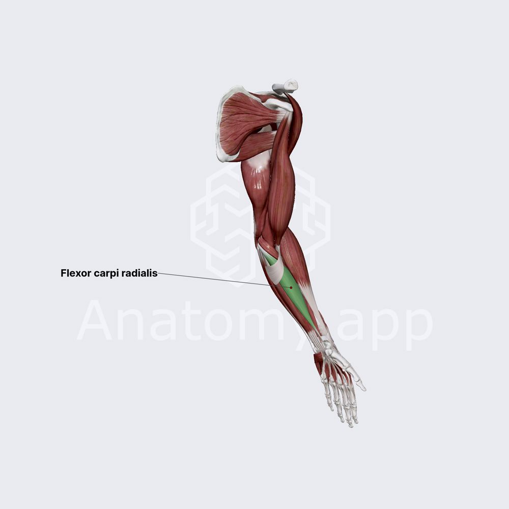 Flexor carpi radialis