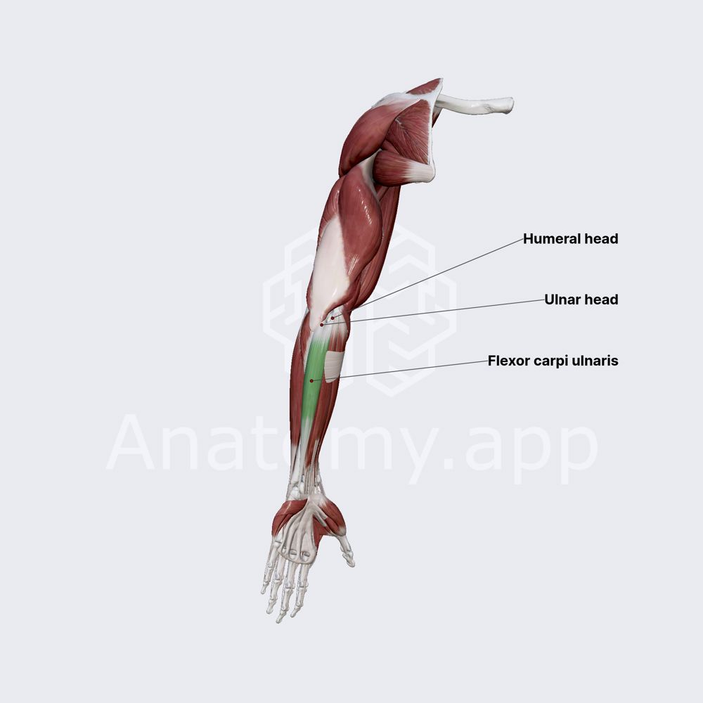 Flexor carpi ulnaris
