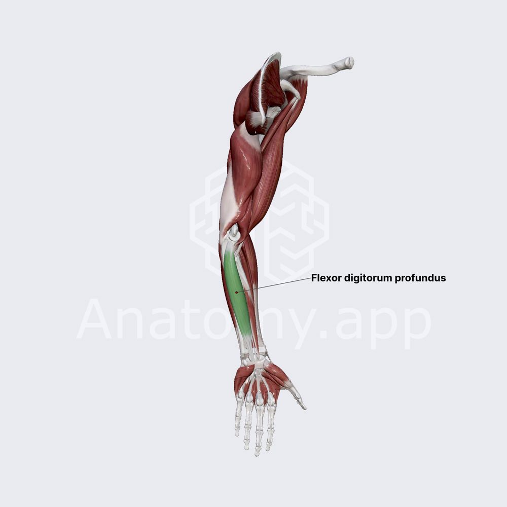 Flexor digitorum profundus
