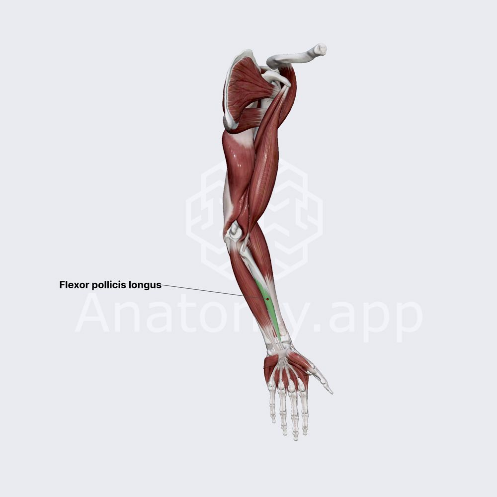 Flexor pollicis longus