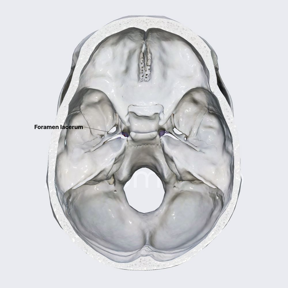 Foramen lacerum